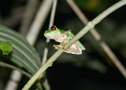 Red-eyed frog